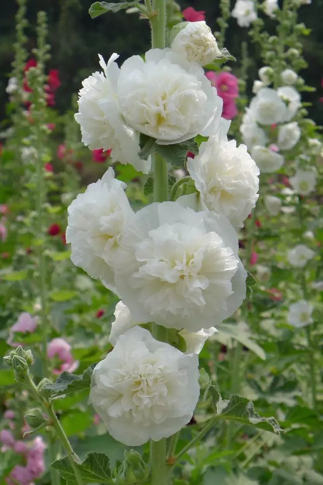 蜀葵花图片重瓣蜀葵花图片