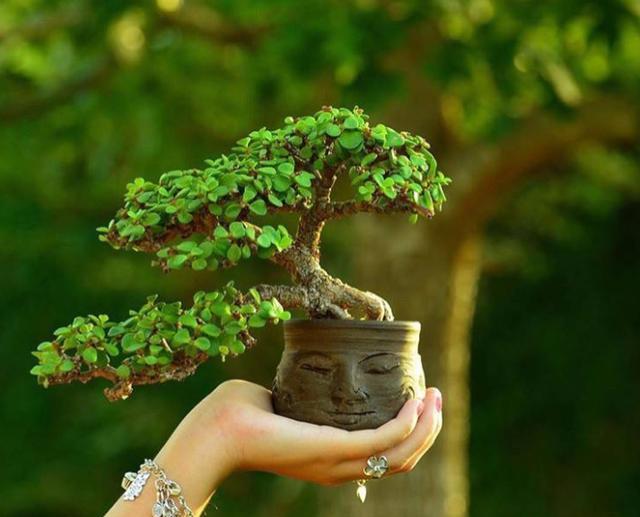 金枝玉叶盆栽造型图片_金枝玉叶的盆景