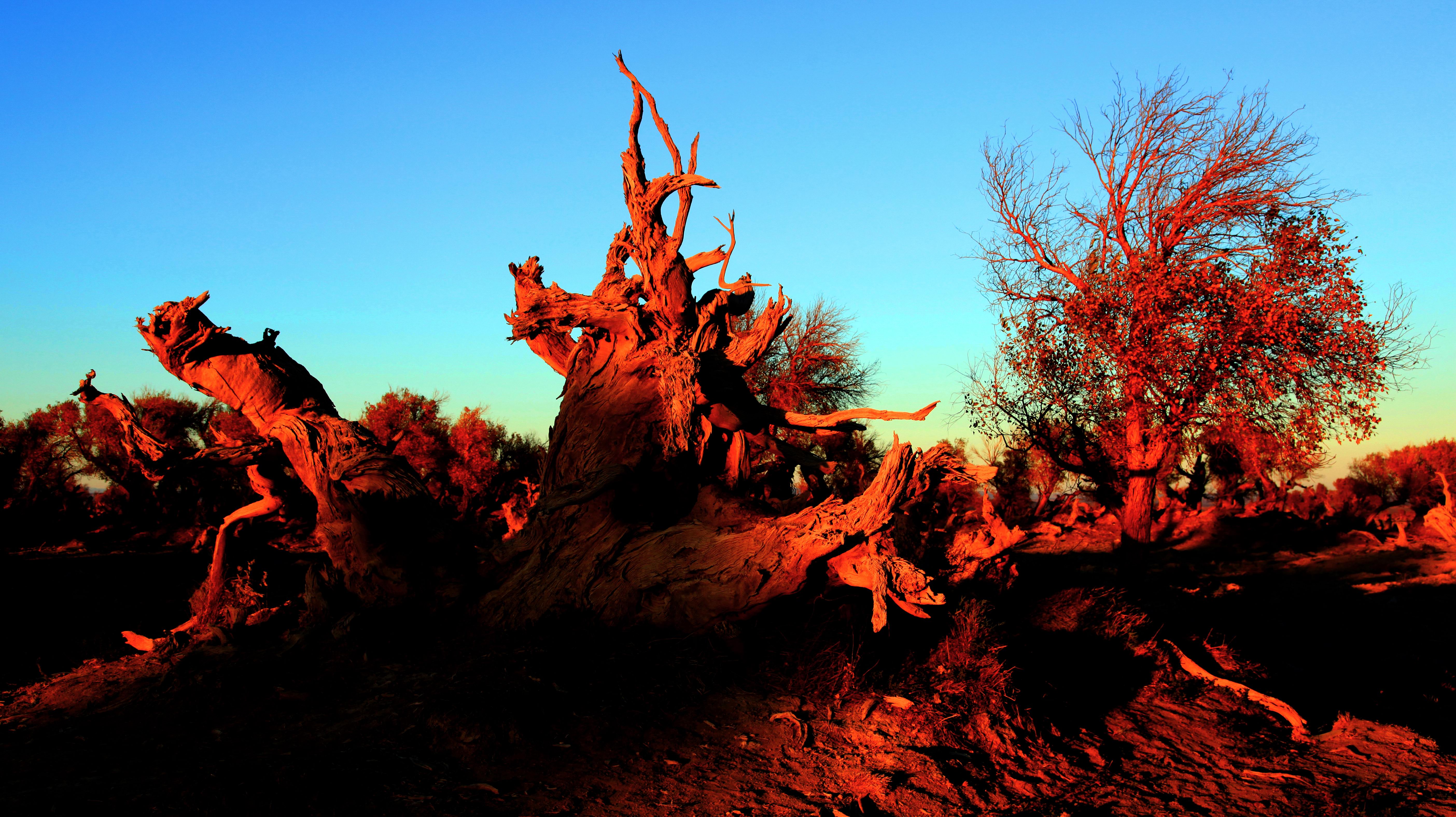 日暮沙漠陲力战烟尘里大漠的落日下