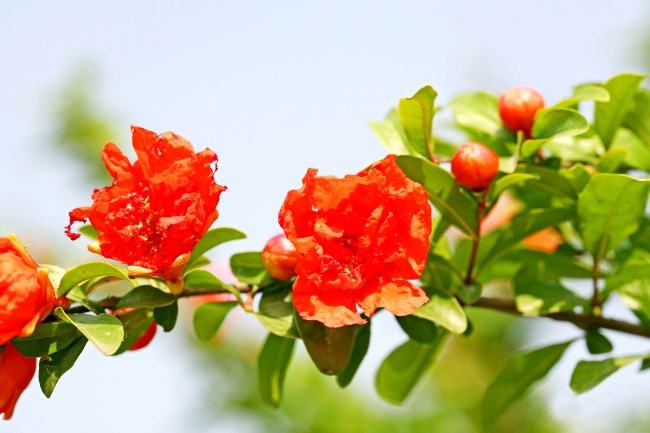 绿叶夹红花造型美，家里养盆石榴花，观赏性强还能结果！