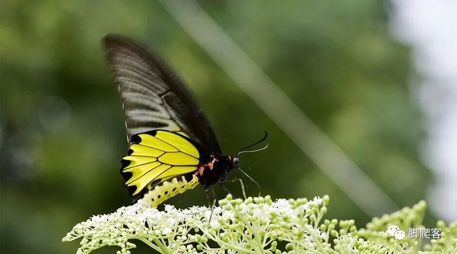 越变态越美丽，蝴蝶科普，数十种美丽蝴蝶一次看个够