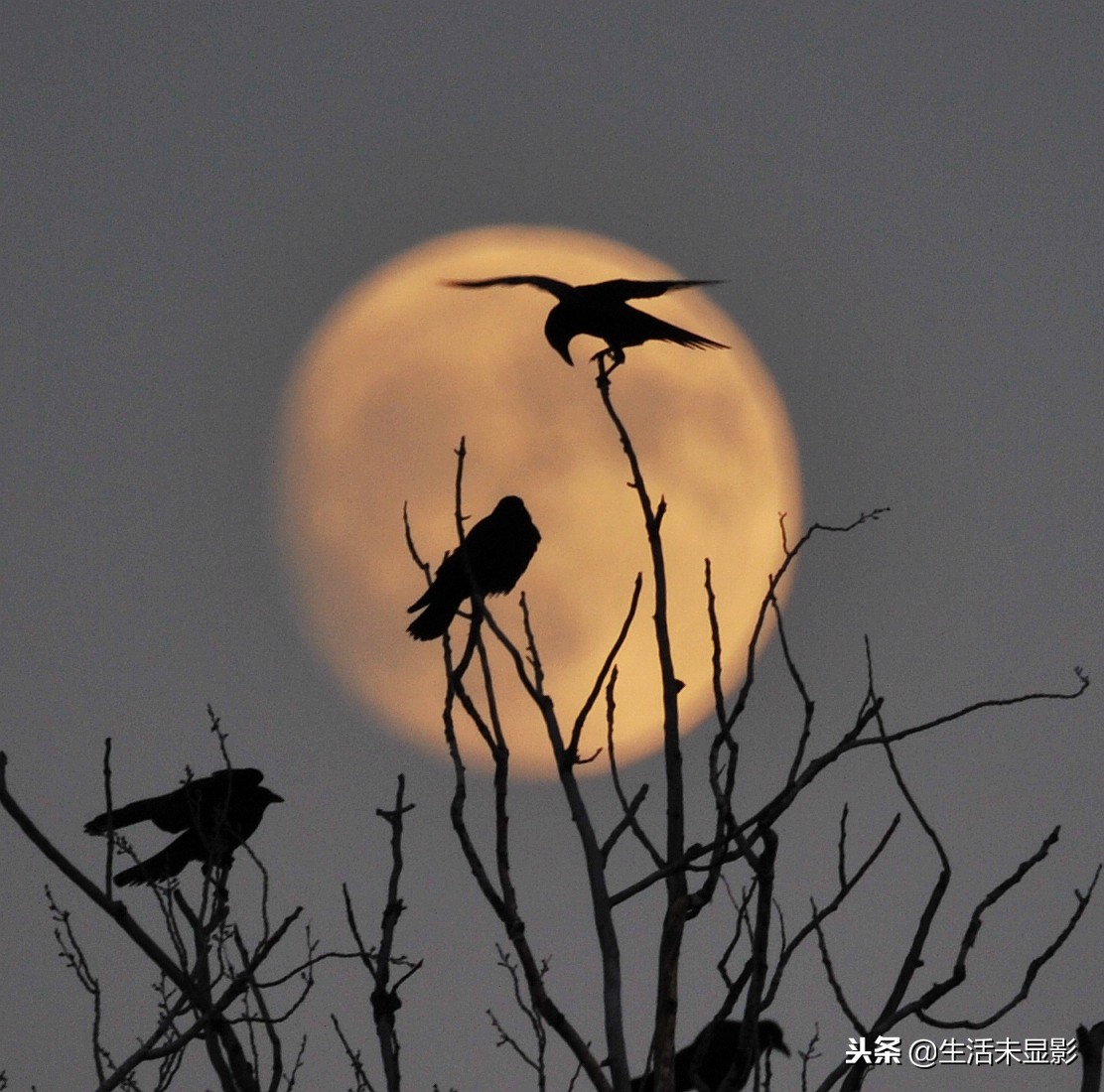月落乌啼霜满天千里江陵一日还月落乌啼霜满天江枫渔火对愁眠描写的是