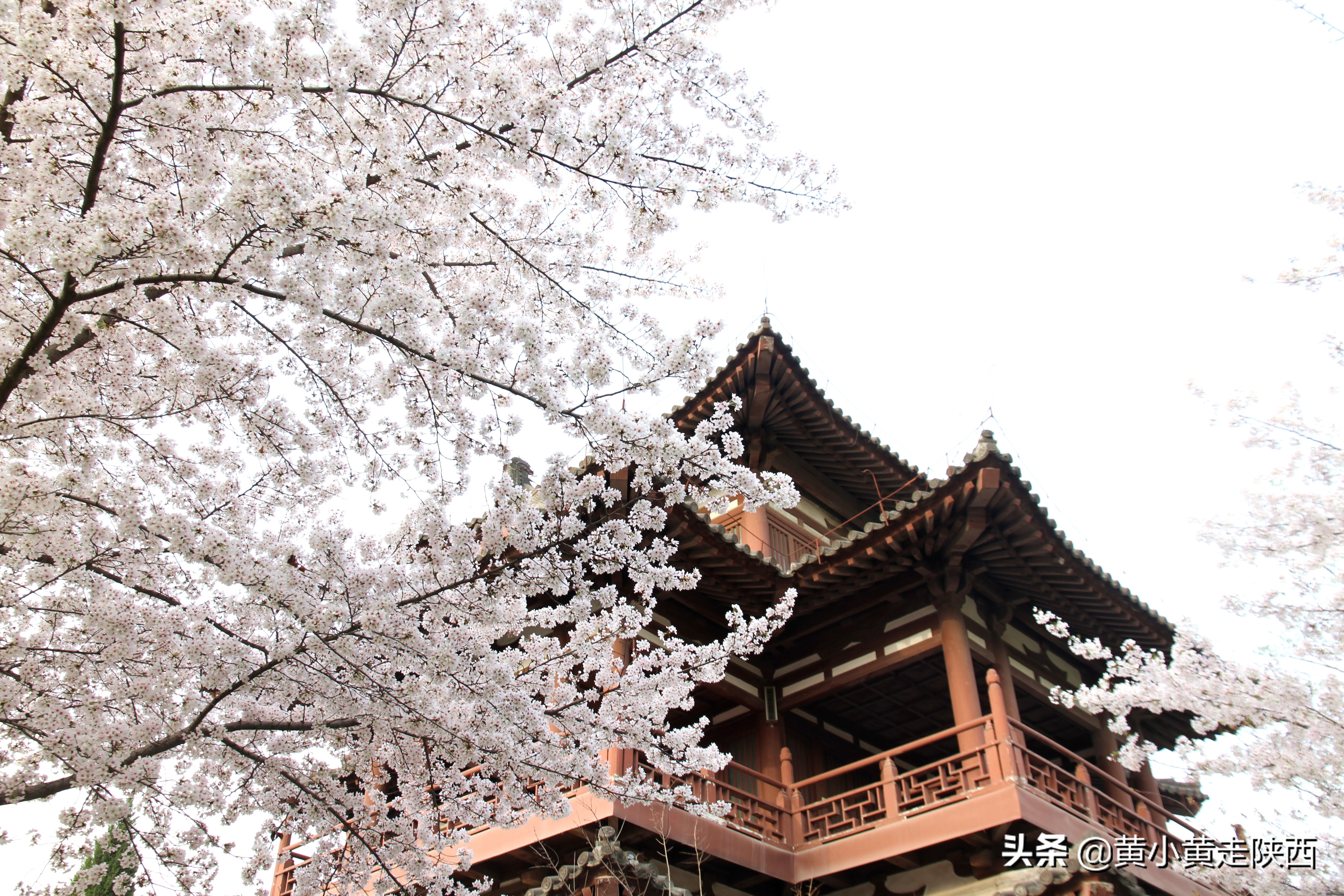 中国十大赏樱地之一的青龙寺,美翻了整个西安!