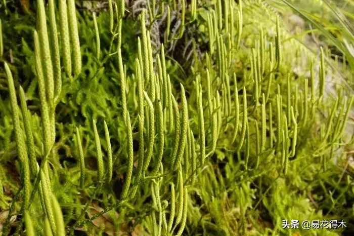 蕨类植物｜石松的鉴赏与养护