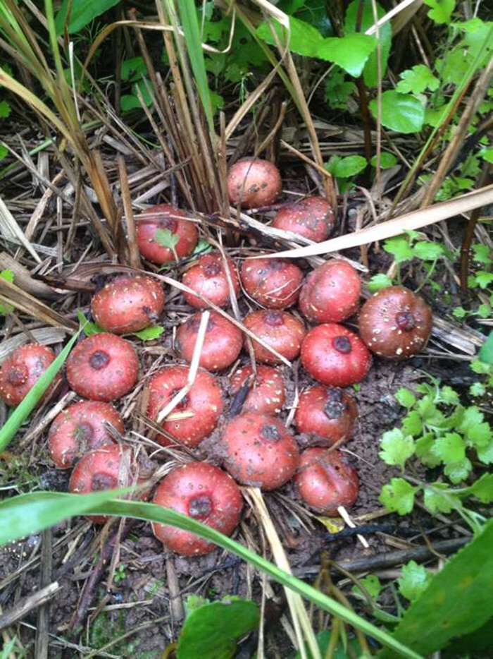 地枇杷的功效_枇杷叶中药的功效与作用