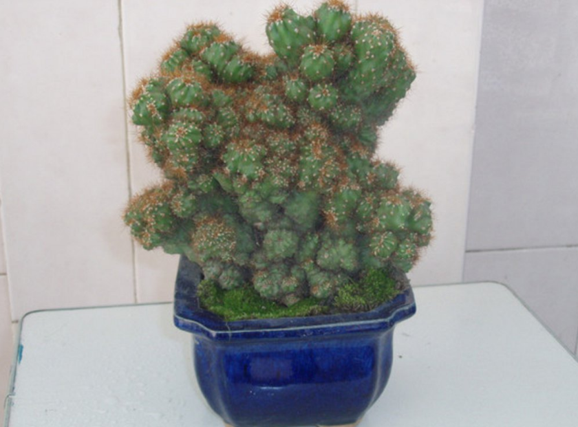 什么植物盆景最好养_仙人掌盆景 - 云林新闻励志网