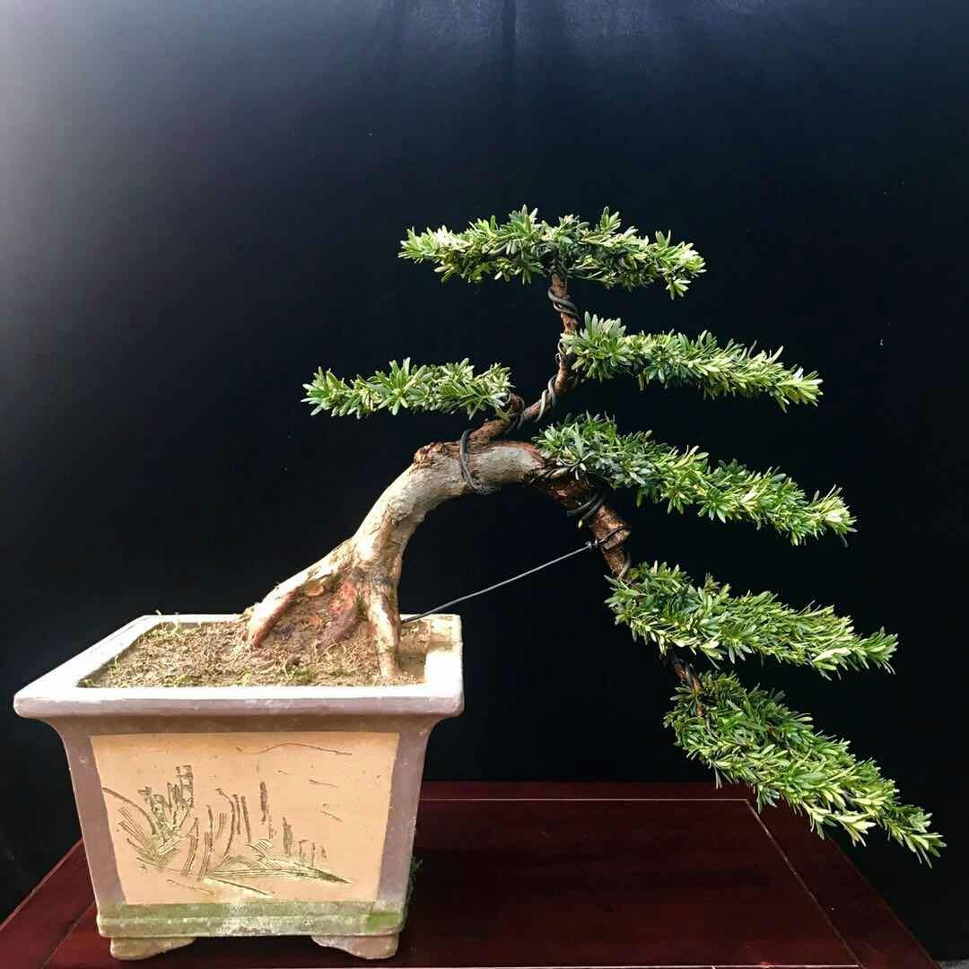 罗汉松你了解多少?怎样养护?如何制成美丽盆景?