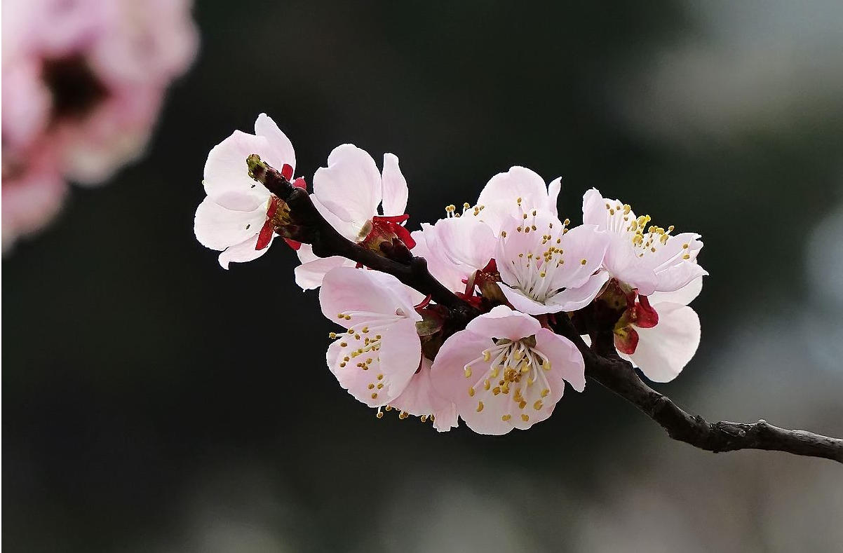 春色满园关不住，一枝红杏出墙来——浅析古诗词里「杏花」形象