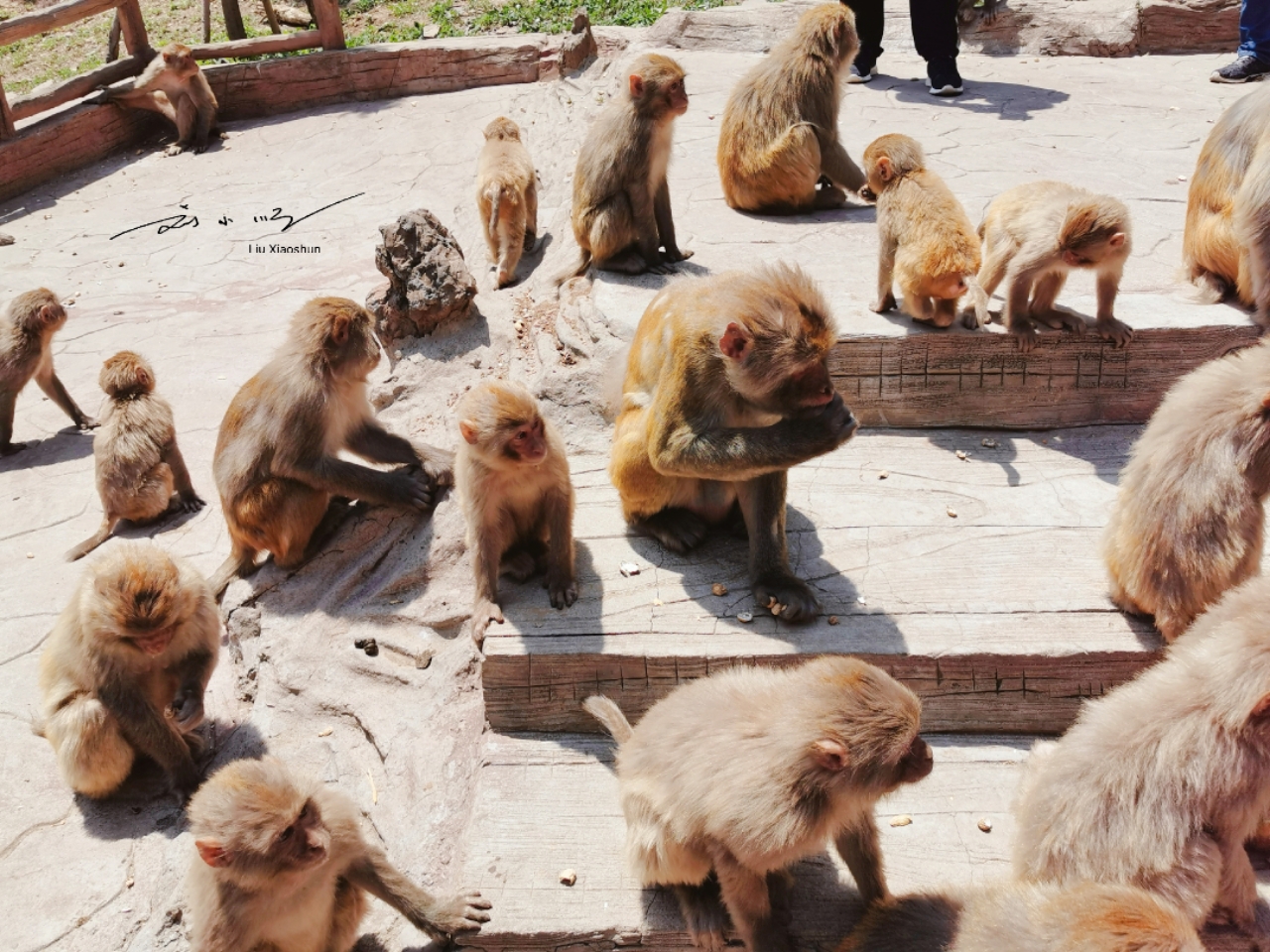 河南猴山风景区 - 密云旅游