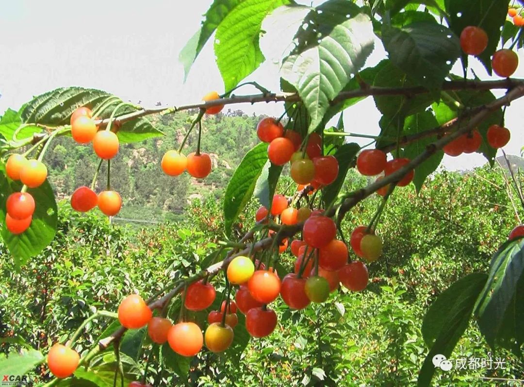 成都周边采樱桃的地方大集合!
