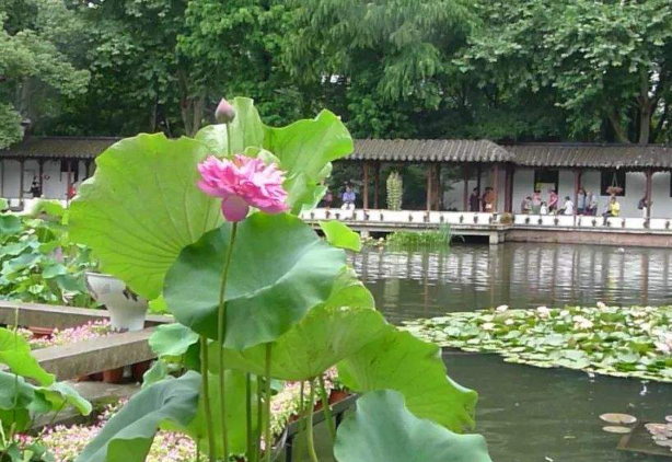 杭州西湖边荷花盛开最好看的地方，胜过曲院风荷，如同仙境