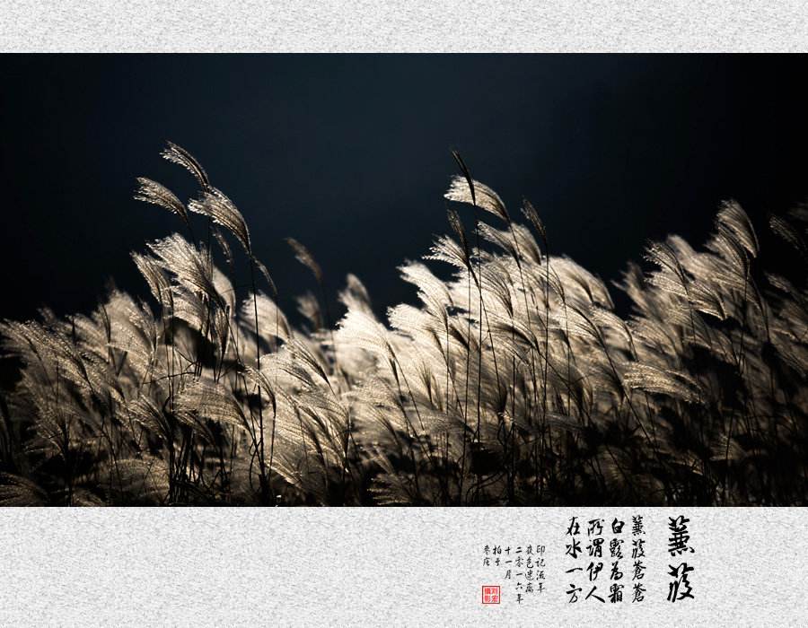 蒹葭选自《诗经》的哪篇?_诗经蒹葭是一首什么诗 - 成语词句网