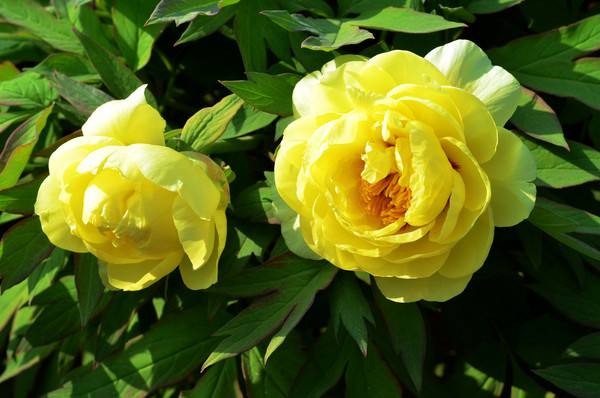 鲜艳的牡丹花,富贵的花中之王,名贵品种你认识吗