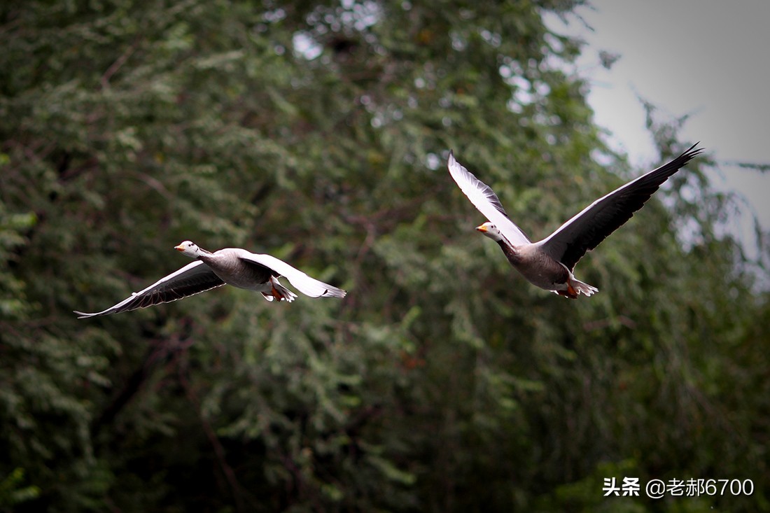一排大雁天上飞一只飞在两只前一群大雁在天上飞一只在前