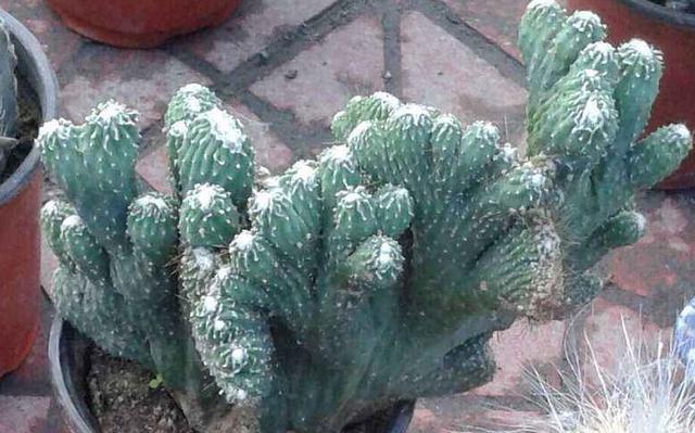 仙人掌刚长出来的时候是绿色的_仙人掌类青石山图片 - 成语词句网