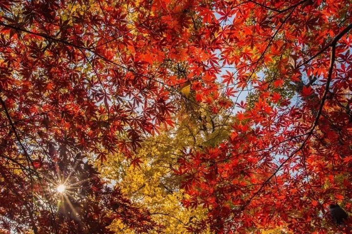 苏州好行带你去天平山，看一场秋天的童话！