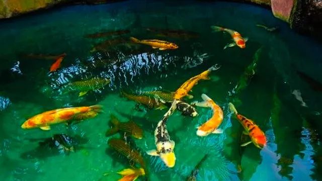 锦鲤混养龙鱼，论冷水鱼和热带鱼混养的可行性