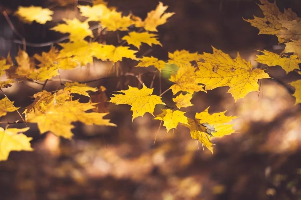 古人眼中深秋时节有多美，让这几首诗词来告诉你