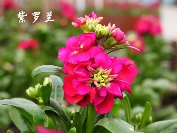 来看看十一月下旬有哪些花儿开，上海植物园为您送上最新花讯
