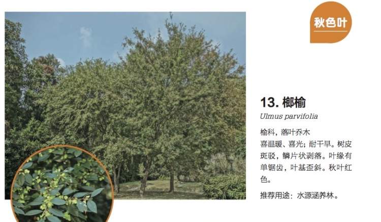 乌桕的名字竟然和乌鸦有关,来认识一下我们身边会变色的乡土树种