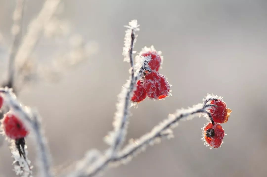 66句经典诗词，用诗情画意描绘最美的冬季~