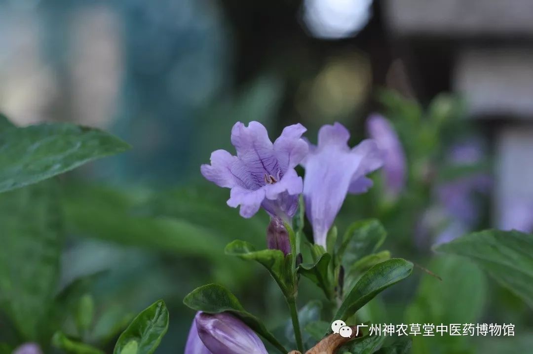 青黛|有趣的提炼,神奇的功效