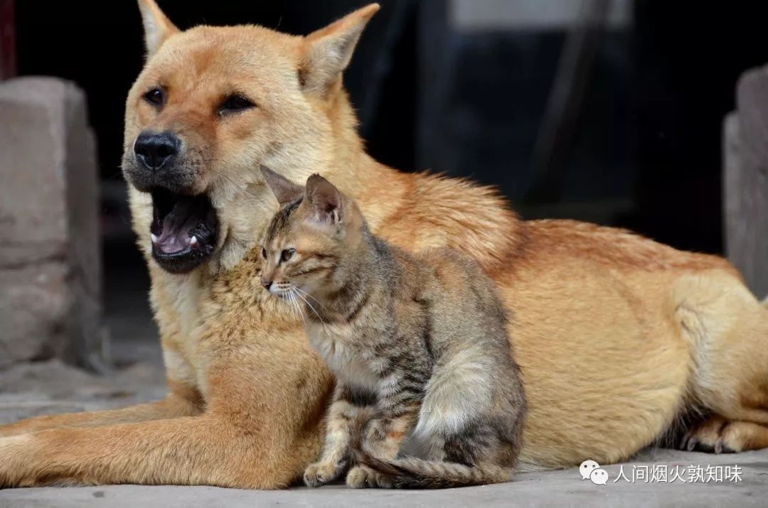 狂犬病可防不可治，东晋名医葛神仙对狂犬病有详细记录和处理方式