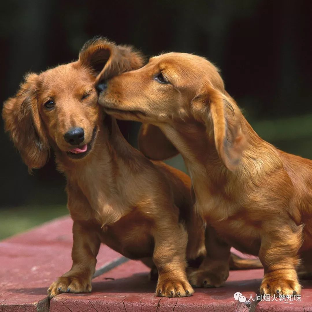 狂犬病可防不可治，东晋名医葛神仙对狂犬病有详细记录和处理方式