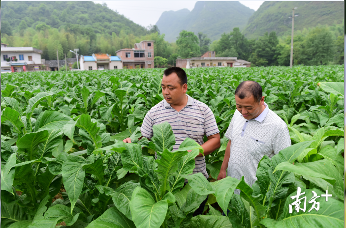 韶关乳源县桂头镇有多少个村_韶关乳源杨溪古村 - 云林新闻励志网