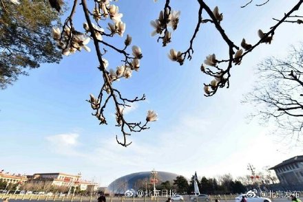 玉兰花开，北京开启最美春天模式