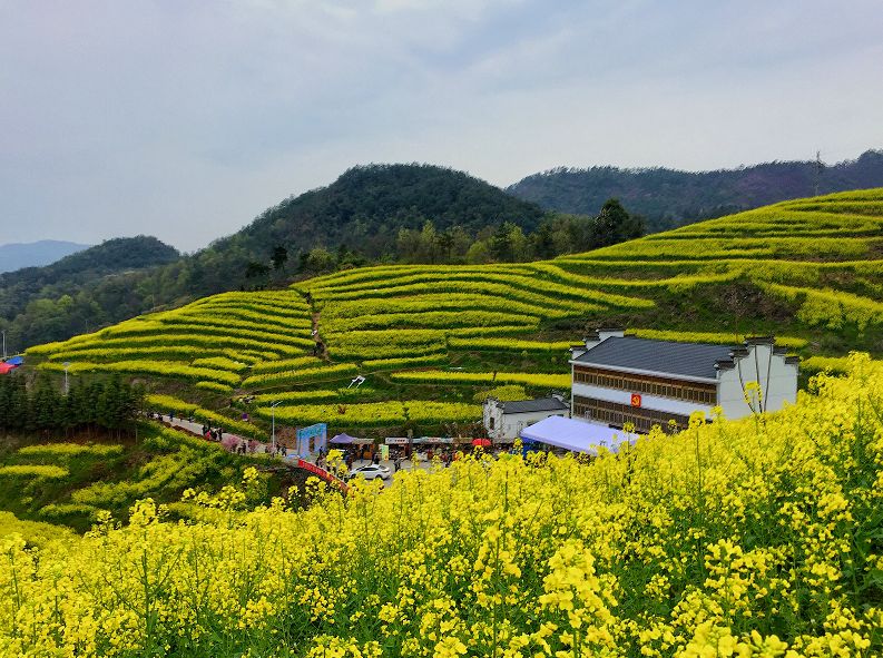 江西婺源油菜花旅遊景點地址_油菜花之鄉婺源 - 密雲旅遊