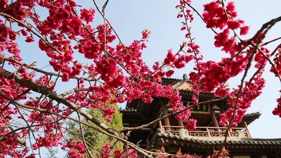 西安青龙寺入围国内十大热门赏樱地 周末去打个卡吧！
