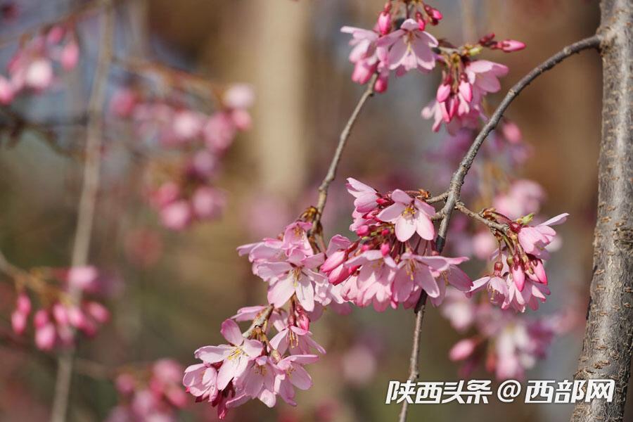 西安青龙寺入围国内十大热门赏樱地 周末去打个卡吧！