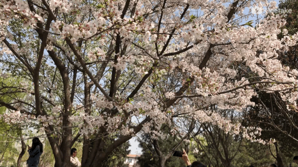 最美樱花季来了！快去青龙寺看樱花