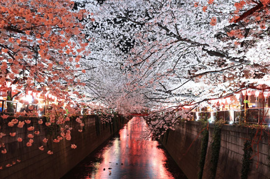 待到樱花烂漫时 她在丛中笑