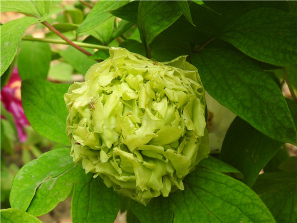 绿色的牡丹见过吗？上海植物园四月绽放花王珍品