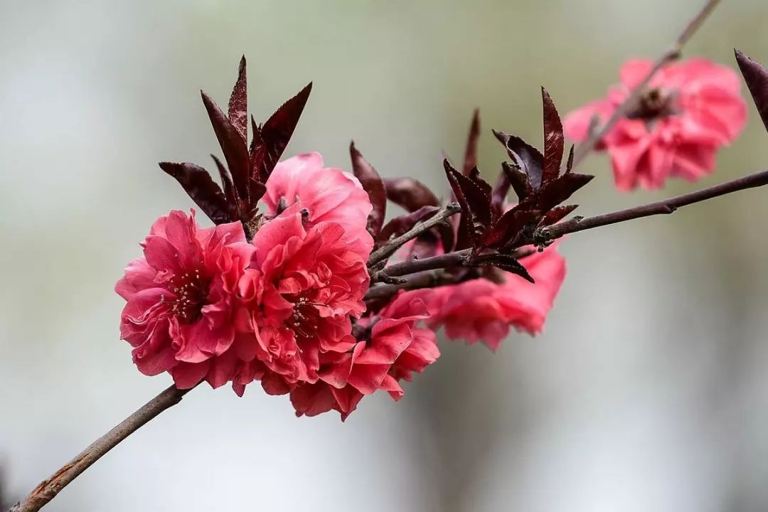 人间四月芳菲尽,山寺桃花始盛开的意思_人间四月芳菲尽,山寺桃花始