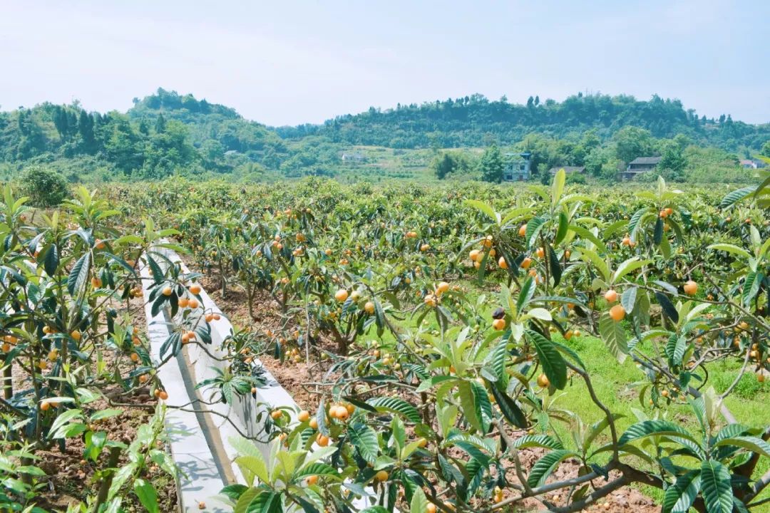 8重庆之声推介本周休闲旅游线路(2019年第11期)