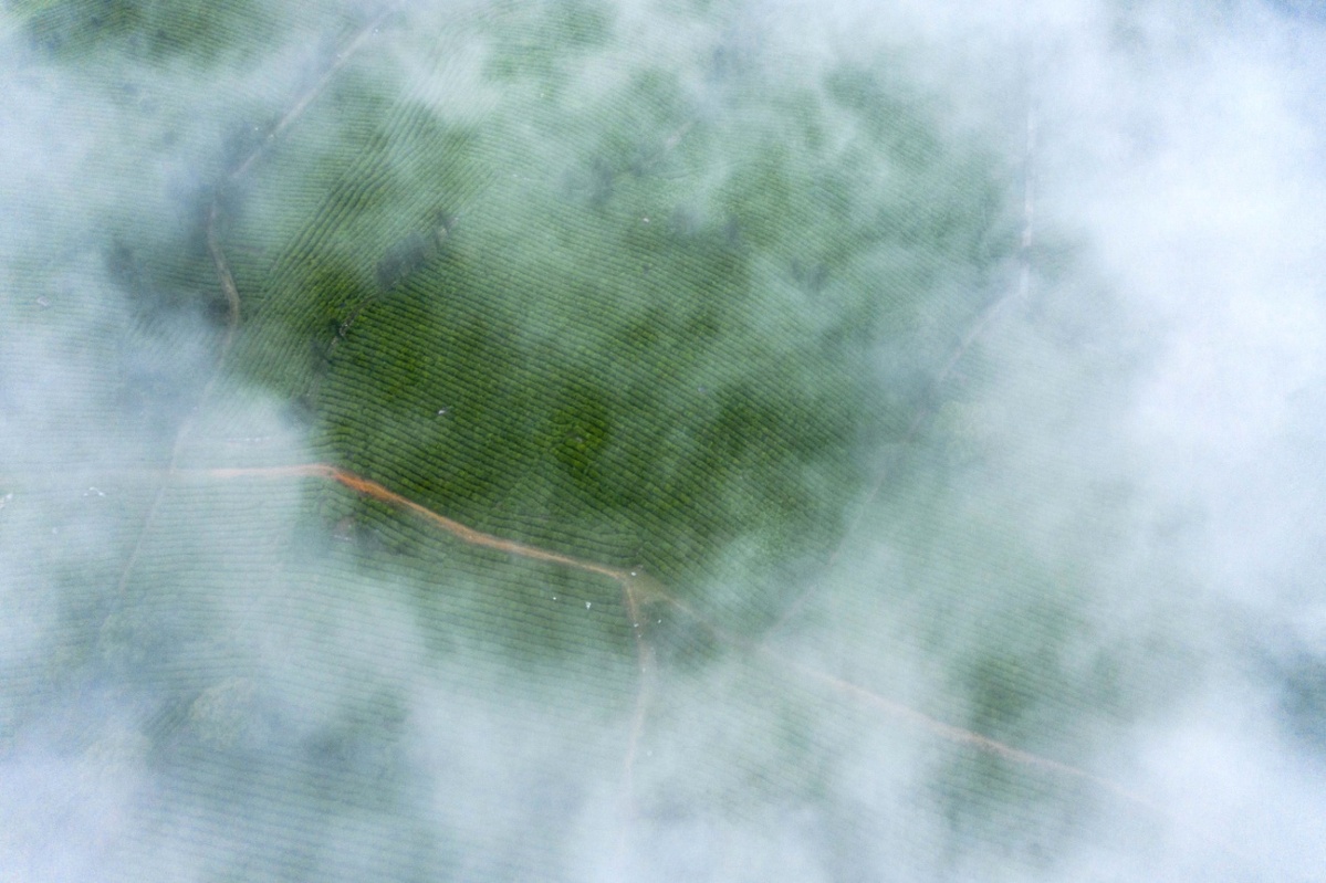 “江西茶、香天下”：庐山云雾孕育庐山云雾茶