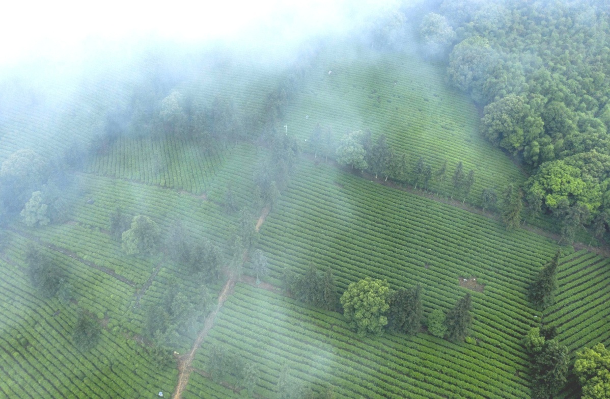 “江西茶、香天下”：庐山云雾孕育庐山云雾茶