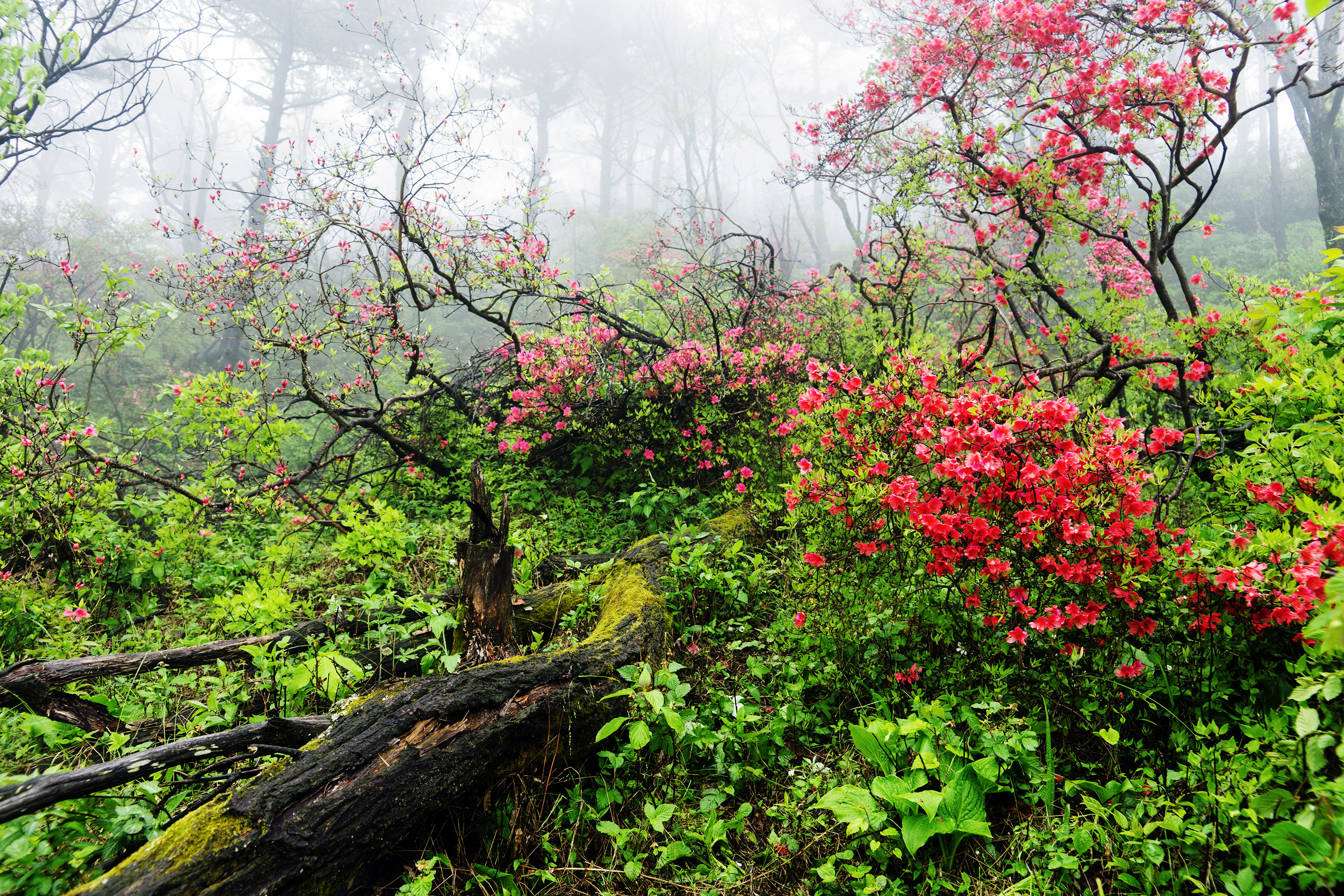 岭上开满映山红——文/商城县 刘昌国