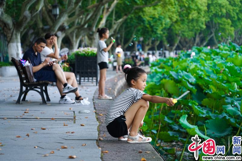 杭州“曲院风荷”盛夏怒放 酷暑中游人仍如织