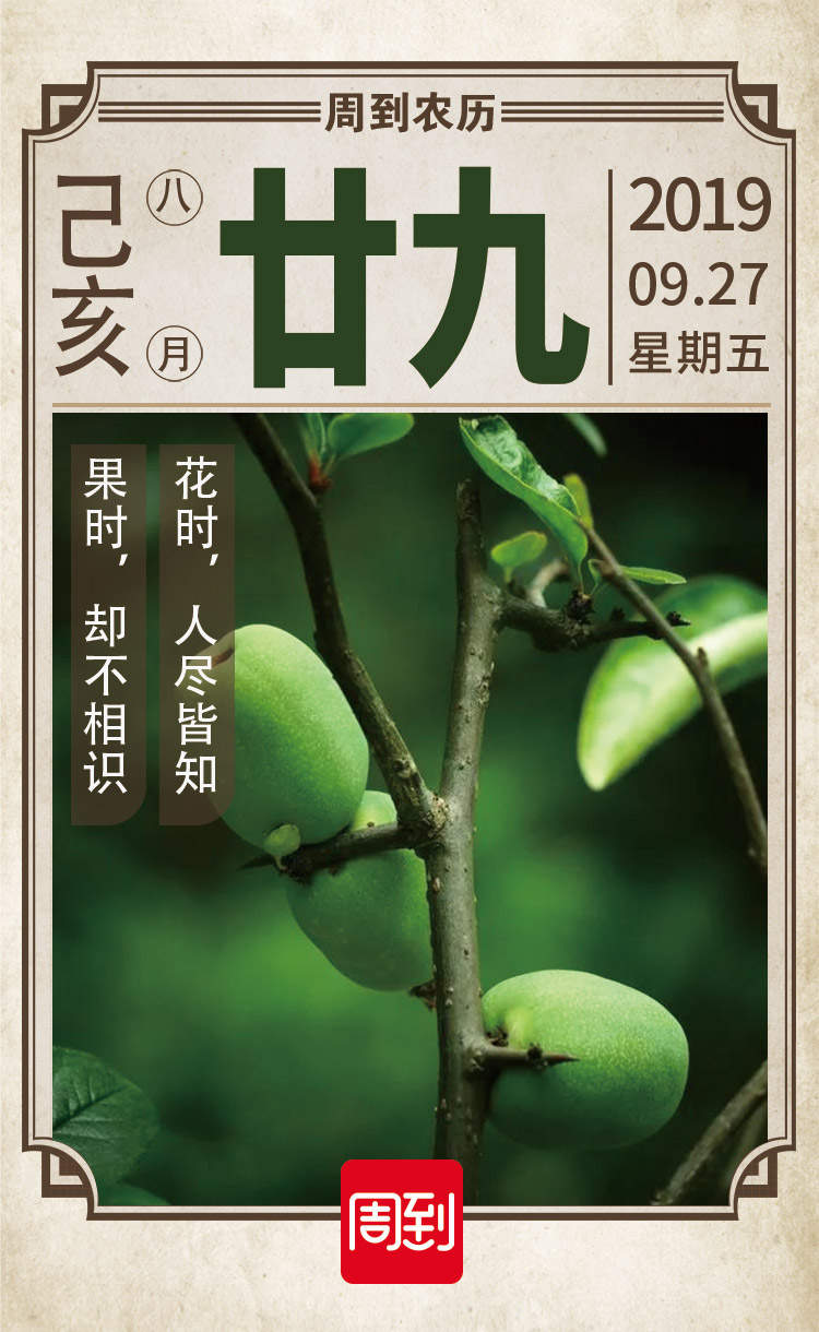 农历中国 | 八月廿九 · 木瓜海棠