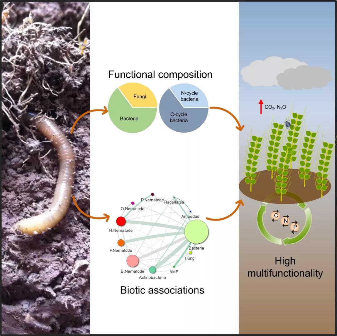 蚯蚓通过协调其他土壤生物而促进生态系统多种功能服务