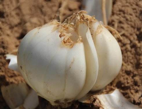 山丹花花开红艳艳