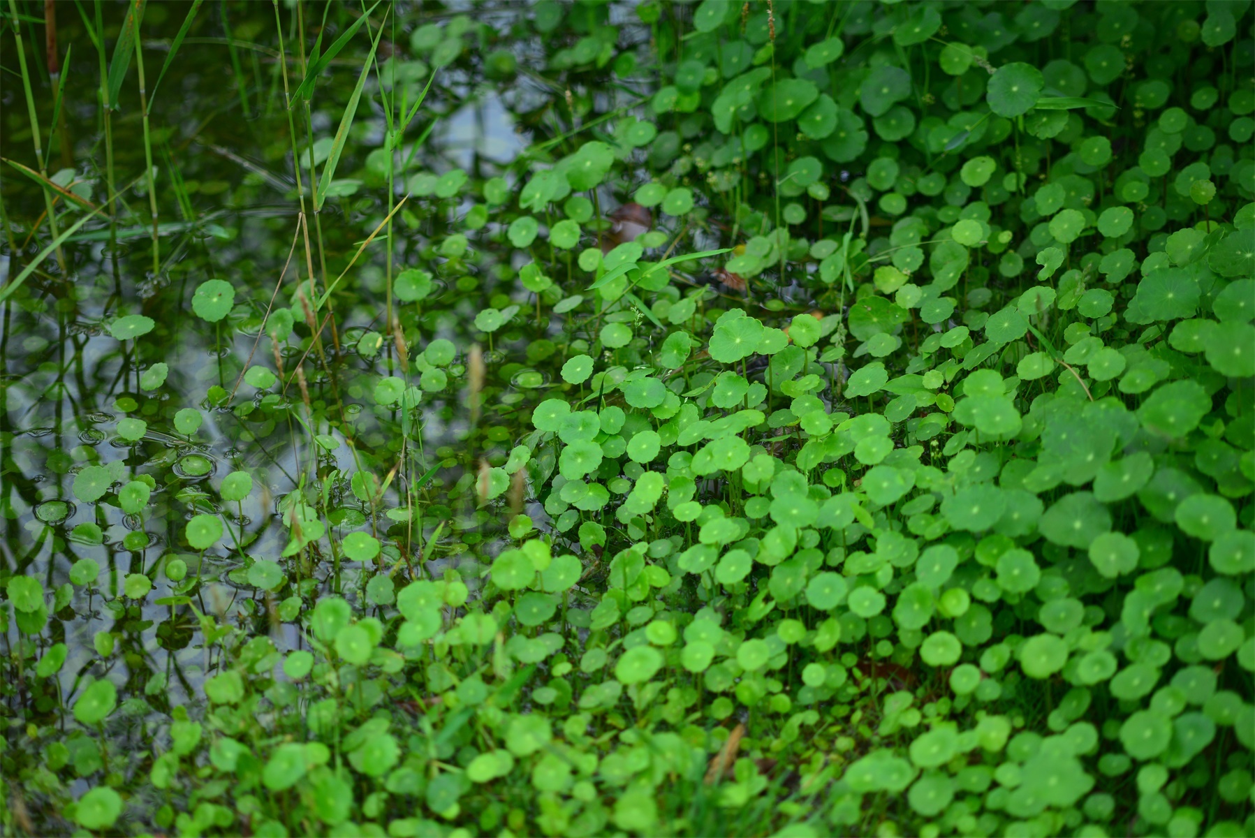 13种适合花园种植的水生植物,有你宠爱的吗?
