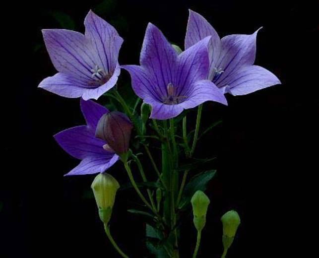 桔梗花的花语桔梗花的原创诗词