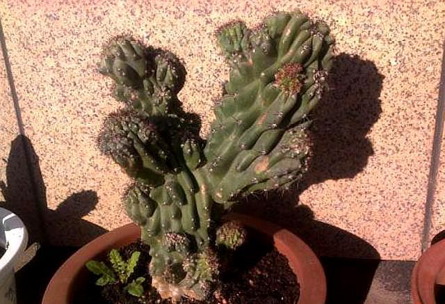 仙人掌刚长出来的时候是绿色的仙人掌类青石山图片