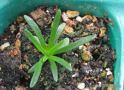 阳台养1盆"石竹花",撒下种子1周发芽,耐热,耐寒,开花大半年
