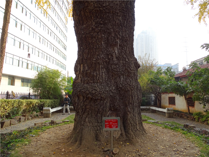 “晴川历历汉阳树” 五百三十年的“汉阳树”开始黄了
